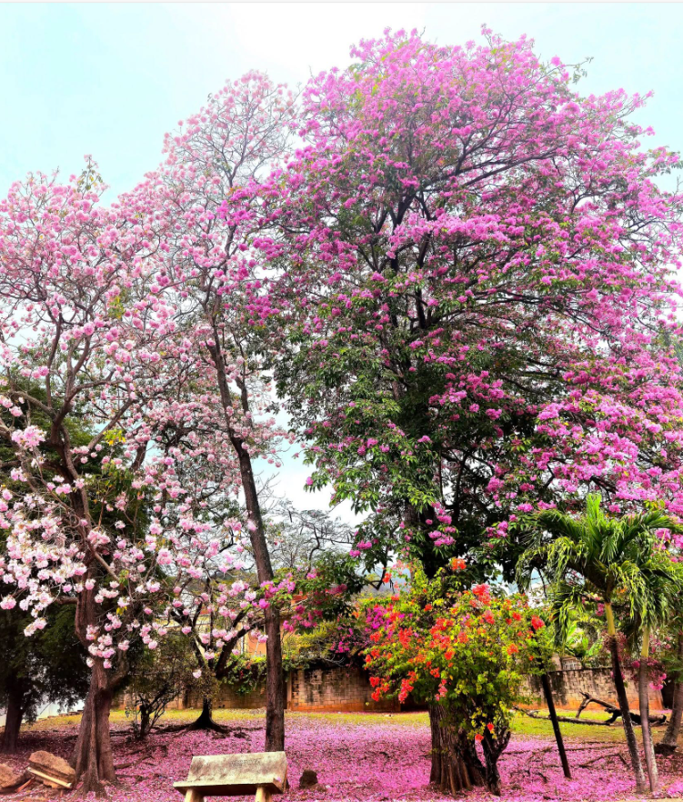 This image has an empty alt attribute; its file name is Pink-poui-3.png